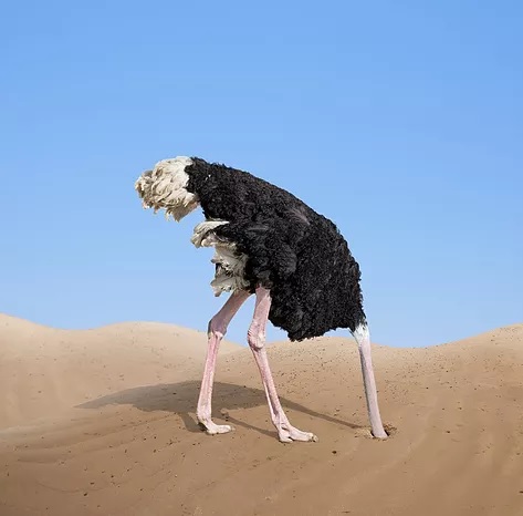 Ostrich with head in sand